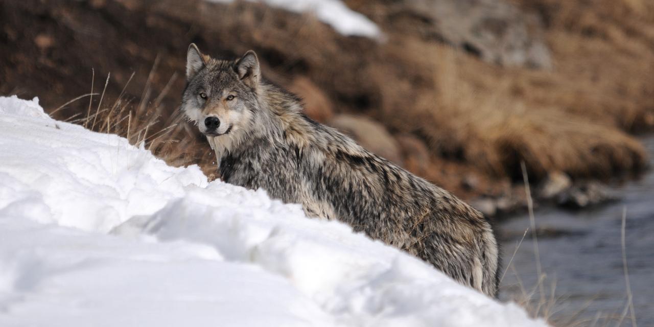 A lone wolf along the Madison River